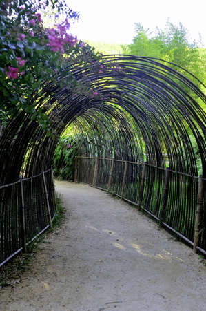 Park Anduze bamboo where almost all species are represented and promoted in an Asian gardenの写真素材