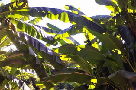banana tree in the park Anduze bamboo where almost all species are represented and promoted in an Asian gardenの写真素材
