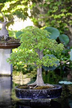 Bonsai in park Anduze bamboo where almost all species are represented and promoted in an Asian gardenの写真素材