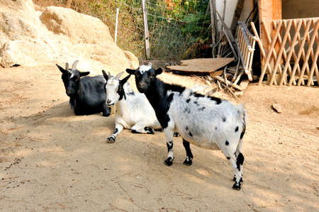 A group of goats on the farm