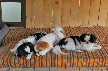 Japanese little spaniels in their little house and comfort at the bottom of the gardenの写真素材