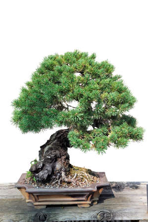 Bonsai of a pine in pot and completely cut out on white backgroundの写真素材