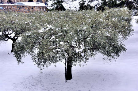 snowy olive trees of the south-east of France in Tornac in the department of Gardの写真素材