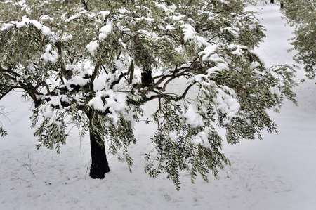 snowy olive trees of the south-east of France in Tornac in the department of Gardの写真素材