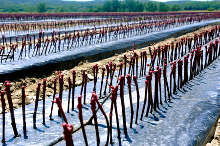 growing young vines to be replanted in French vineyards in the Gard departmentの写真素材