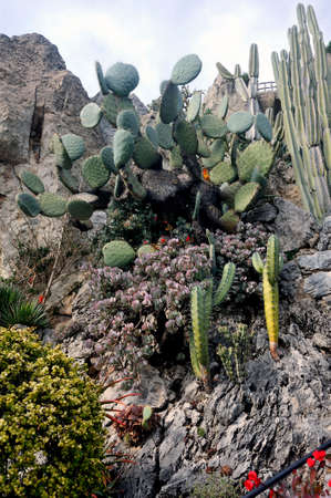 Visit the exotic garden of Monaco where there are huge collections of cacti and succulents