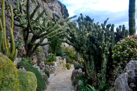 Visit the exotic garden of Monaco where there are huge collections of cacti and succulents