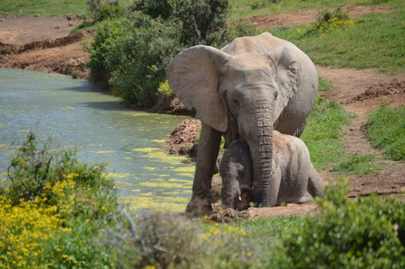 Mommy with Calfの写真素材