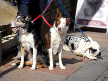 Three collie dogs                              の写真素材
