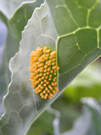 Butterfly larvae on a cabbage leaf                                         の写真素材