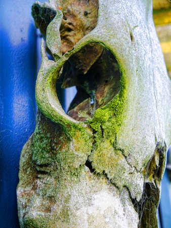 The eye socket of a sheep skull