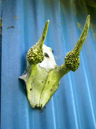 Horned skull of a dead animalの写真素材