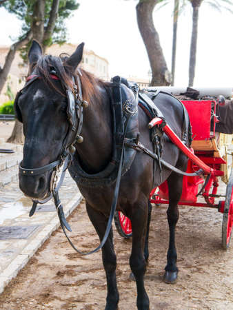 A spanish horse waiting for the next ride around the old town of Palma Spainの写真素材