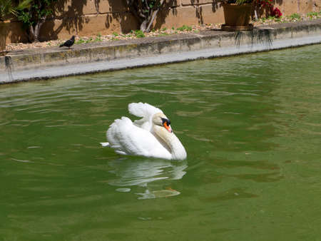 Swans living in the S Hort del Rei pond in the King s Garden Jardines del Rey of Palma de Mallorcaのeditorial素材