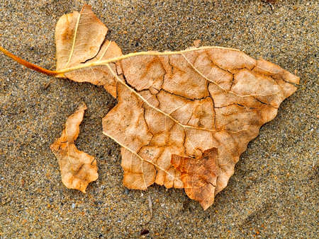Leaf fall on the beach on the Island of Kefalonia in Greeceの写真素材