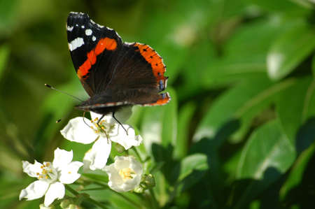 Red Admiral Butterfly - vanessa atalanta