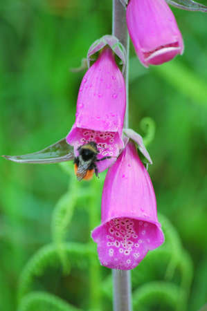 Foxglove & the Bumble Beeの写真素材