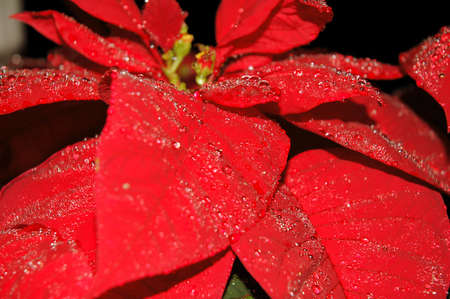 Christmas red poinsettia with rain dropletsの写真素材
