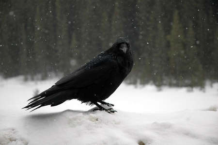 Carrion Crow, Corvus corone in  falling snowの写真素材