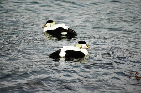 Male Eider Ducks, West Coast of Scotlandの写真素材