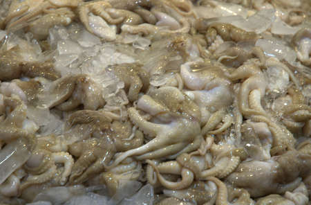 Fish Market, heaps of  squidの写真素材