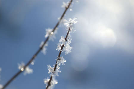 two single winter stems , with frosted ice crystals の写真素材