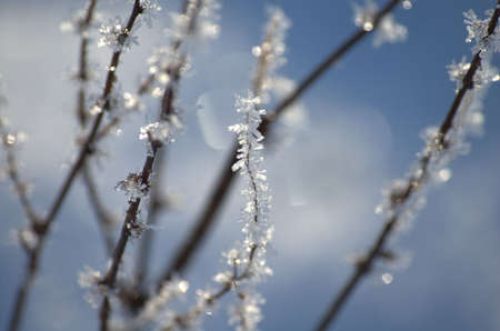 winter stems , with frosted ice crystals の写真素材