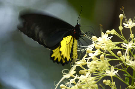 Southern Birdwing tropical butterfly in motionの写真素材