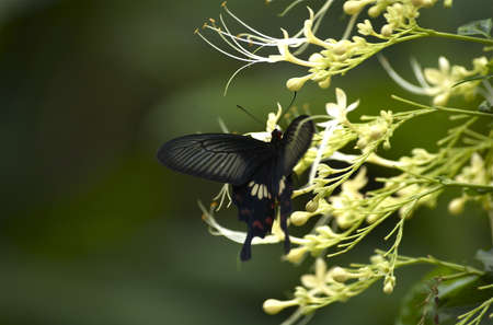 Black Yellow Red Swallowtail butterfly in motionの写真素材