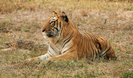 Royal Bengal Tigerの写真素材