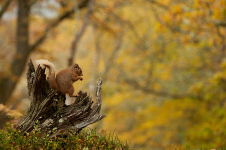 Red Squirrel sitting on tree trunkの写真素材