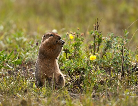 Arctic ground squirrel (Spermophilus parryii) の写真素材