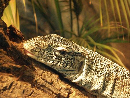 Monitor Lizard