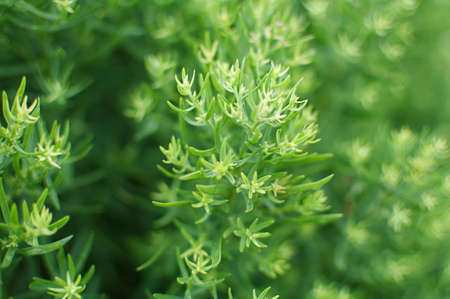 Green Plantsの写真素材