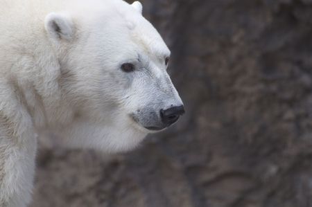 Polar Bearの写真素材