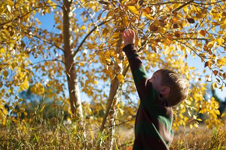 Autumn - Little Boy Reaching for Leafの写真素材