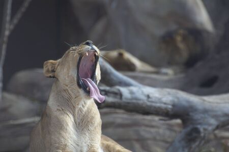 Lioness Stretching Tongueの写真素材