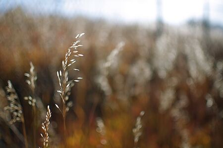 Autumn - Meadow with Wild Grass