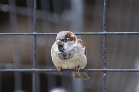 Little Bird Sitting on a Wireの写真素材