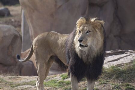 Male Lion on the Prowl