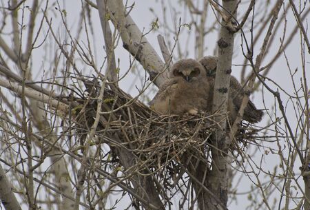 Two Baby Owlsの写真素材