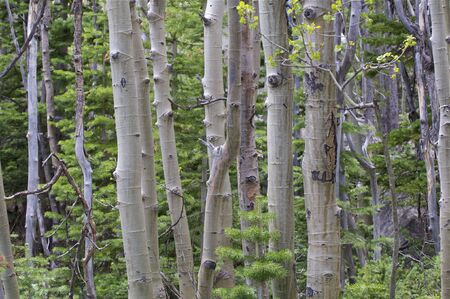 Aspen Trees Background