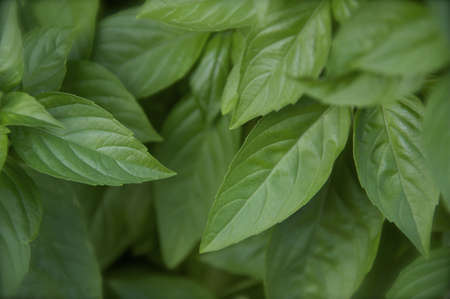 Basil Leaf Backgroundの写真素材