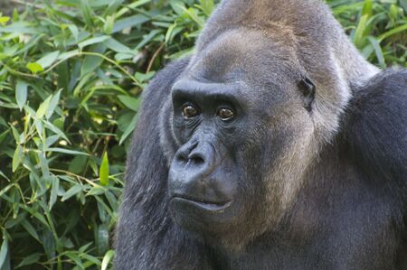 Lowland Gorilla