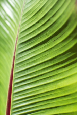 Tropical Plant Leafの写真素材