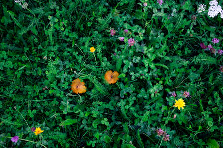 Surface full of plants, mushrooms and flowers.の写真素材