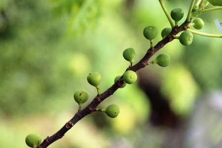 The beginning of figsの写真素材