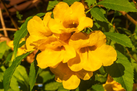 Yellow flowers of the Trumpetbush, Campsis stramonifolia.