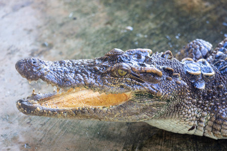 Crocodile head close-up. Crocodile in the zoo