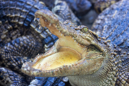 Crocodile close up portrait with open mouth and teeth.